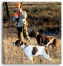 Hunting Dogs, Pointers